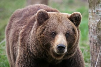Brown bear in the woods looking at the camera.