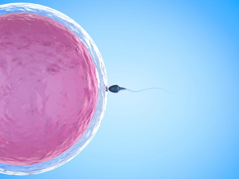 Sperm comes into contact with an ovum.